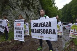 Pădurile seculare din bazinul Cernişoara, salvate de Agent Green