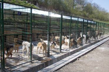Câinii vagabonzi umblă cu amenzi în coadă