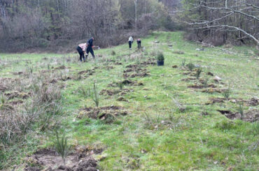 Peste 600.000 de puieți plantați în campania de primăvară