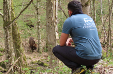 Întâlniri surpriză în pădurile din Munții Țarcu