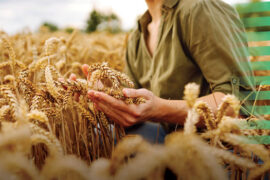 Fiscul are undă verde pentru impozitarea agriculturii