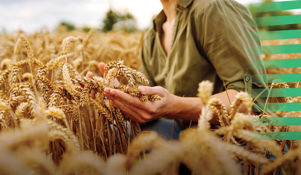 Fiscul are undă verde pentru impozitarea agriculturii